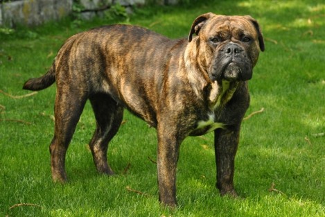 Seeblickbulls Agneta Seeblickbulls Agneta