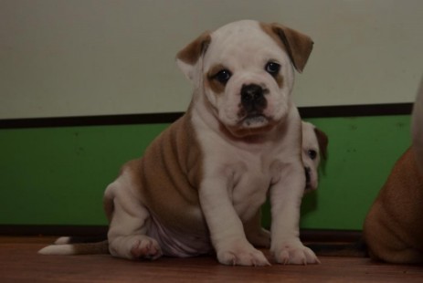 Seeblickbulls Isalotta Seeblickbulls Isalotta