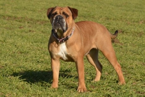 Seeblickbulls Ambrosia