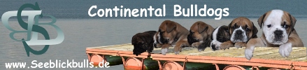 Seeblickbulls Banner 439 x 100