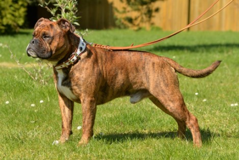 Seeblickbulls Fiete