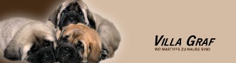Mastiffs von der Villa Graf