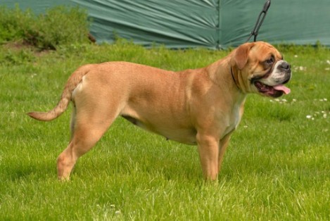 Seeblickbulls Daphne Seeblickbulls Daphne