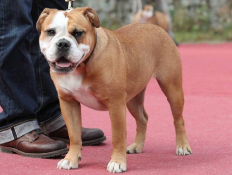 Seeblickbulls Elfriede