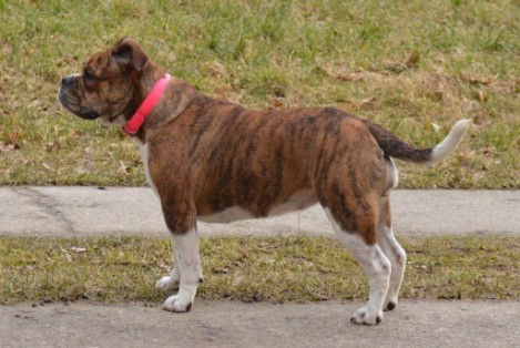 Seeblickbulls Frauke