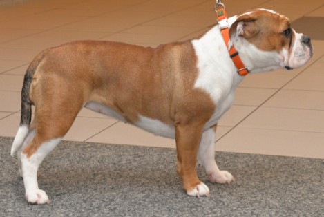 Seeblickbulls Josefine
