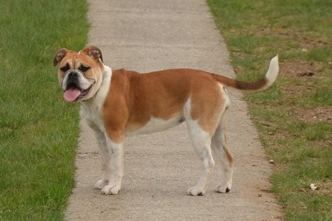 Seeblickbulls Charlotte