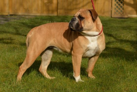 Seeblickbulls Donna Mia