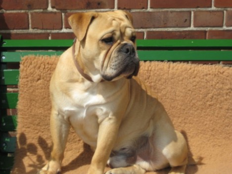 Seeblickbulls Big Oskar