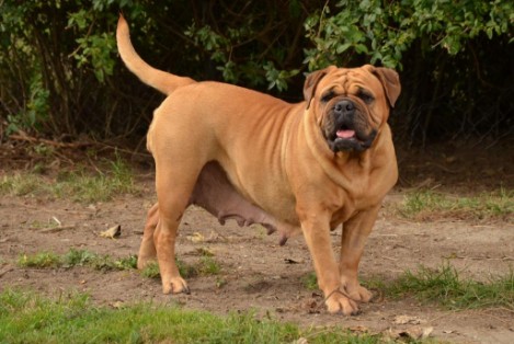 Bulldogman's Haja's Paula