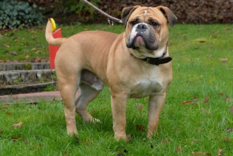 Continental Bulldog Seeblickbulls 180303 Continental Bulldog Seeblickbulls 180303