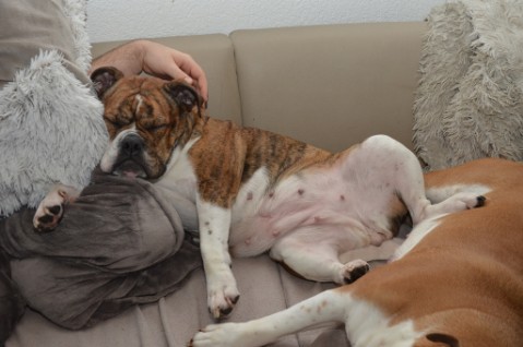 Continental Bulldog Seeblickbulls 180304 Continental Bulldog Seeblickbulls 180304
