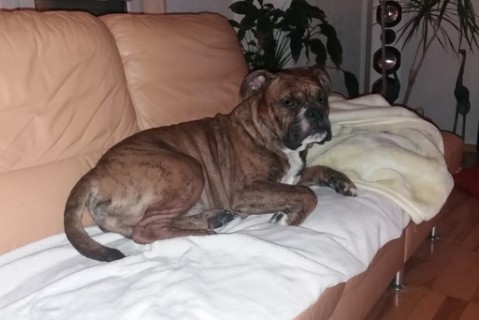 Continental Bulldog Seeblickbulls 180305 Continental Bulldog Seeblickbulls 180305