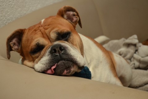 Continental Bulldog Seeblickbulls 180308 Continental Bulldog Seeblickbulls 180308
