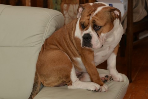 Continental Bulldog Seeblickbulls 180310 Continental Bulldog Seeblickbulls 180310