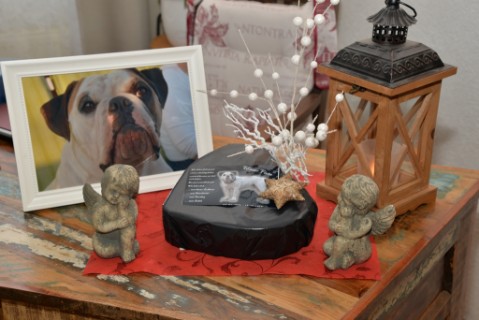 Continental Bulldog Seeblickbulls 180313 Continental Bulldog Seeblickbulls 180313