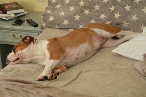 Continental Bulldog Seeblickbulls 180314 Continental Bulldog Seeblickbulls 180314