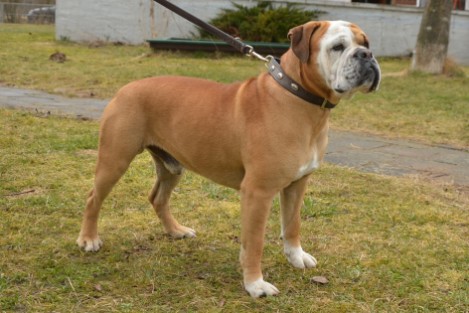 Seeblickbulls Al Bruno